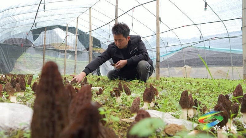 【奋进的春天】黄板镇:羊肚菌丰收好“钱景”