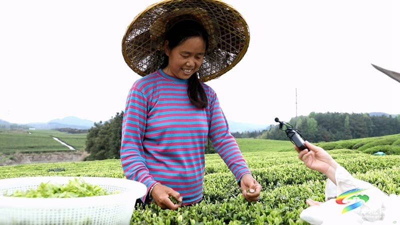 【奋进的春天】普觉镇：茶园吐新绿 春光正当时