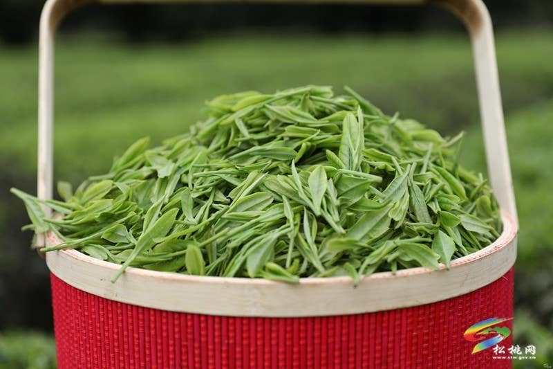 【奋进的春天】普觉镇：茶园吐新绿 春光正当时