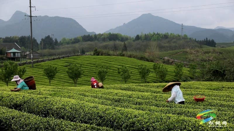 【奋进的春天】普觉镇：茶园吐新绿 春光正当时