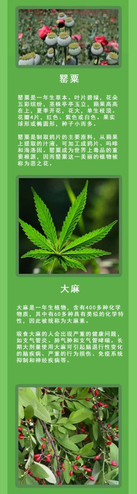 清明假期踏青注意！这些“野菜”有毒，一株都别碰！