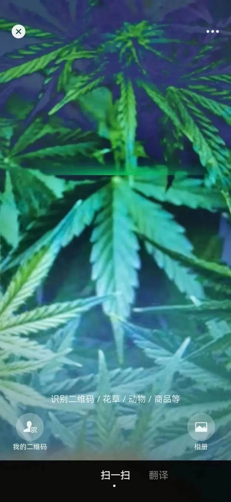 清明假期踏青注意！这些“野菜”有毒，一株都别碰！