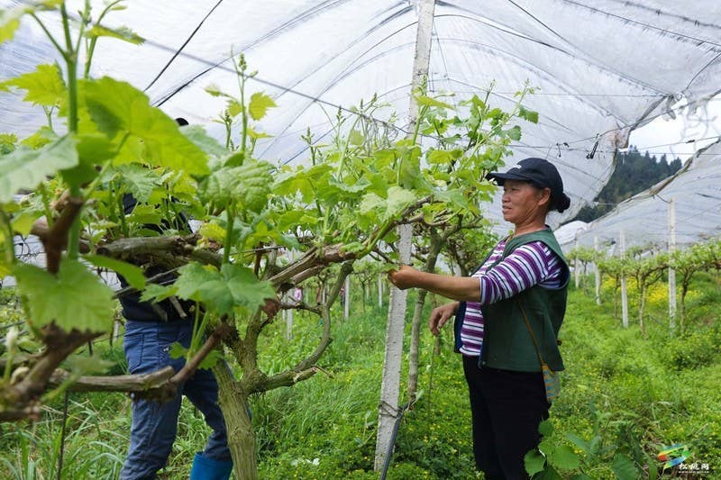 【奋进的春天】沙坝河乡：40余吨果酒即将上市