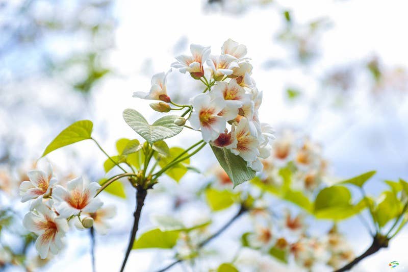 【多彩贵州·花漾中国】沙坝河乡：桐子花开 春色正好