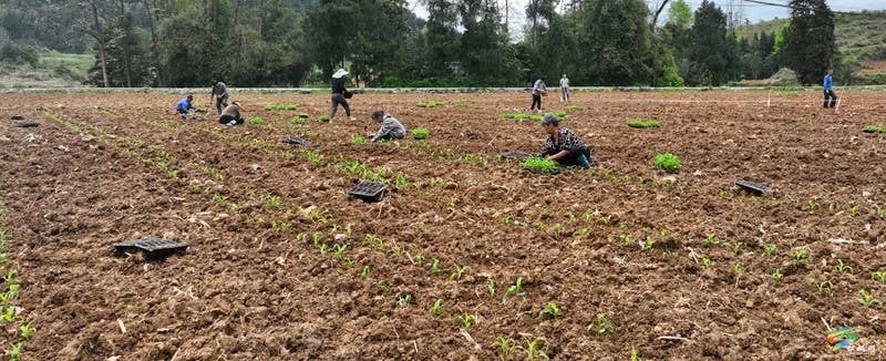 【奋进的春天】大路镇大路社区：1000亩鲜食玉米移栽忙