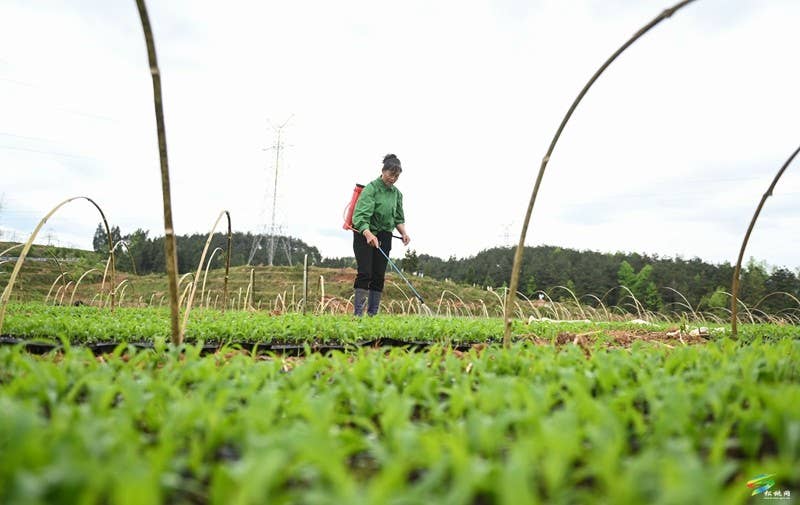 【奋进的春天】大路镇大路社区：1000亩鲜食玉米移栽忙
