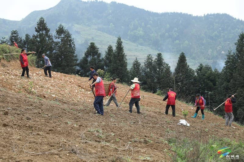【奋进的春天】平头镇:向土地要财富 让荒山变金山