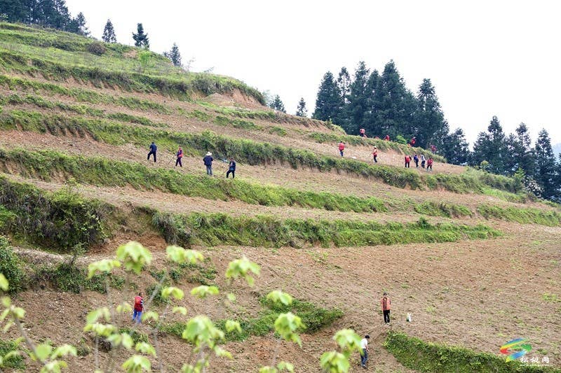 【奋进的春天】平头镇:向土地要财富 让荒山变金山