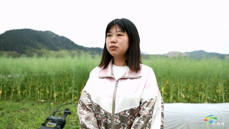 【奋进的春天】平头镇:向土地要财富 让荒山变金山