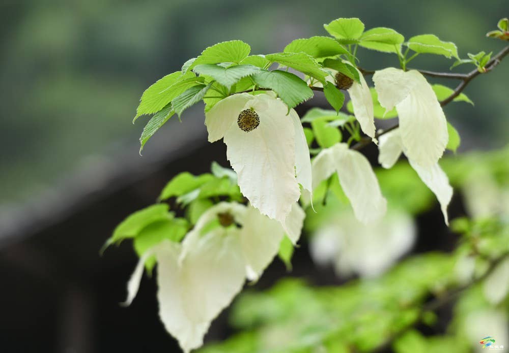 【多彩贵州·花漾中国】松桃：梵净山下 鸽子花开