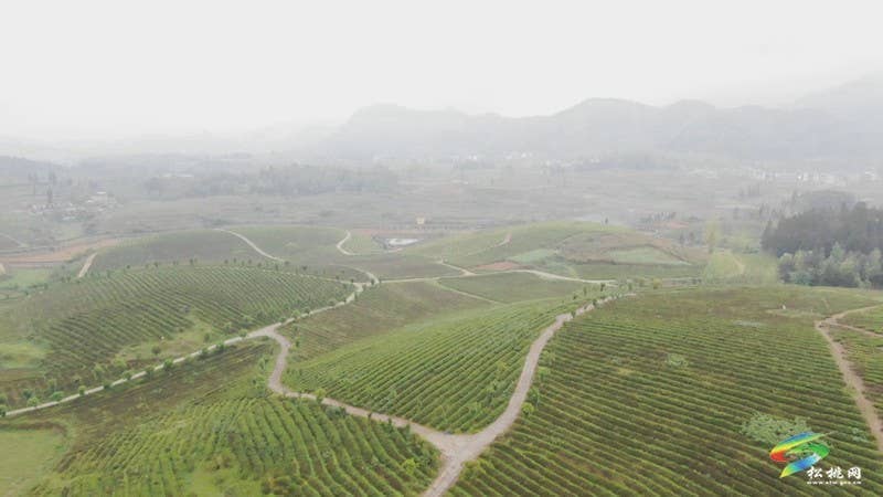 【奋进的春天】大坪场镇：春茶采制正当时