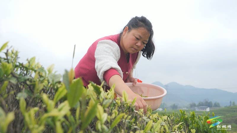 【奋进的春天】大坪场镇：春茶采制正当时