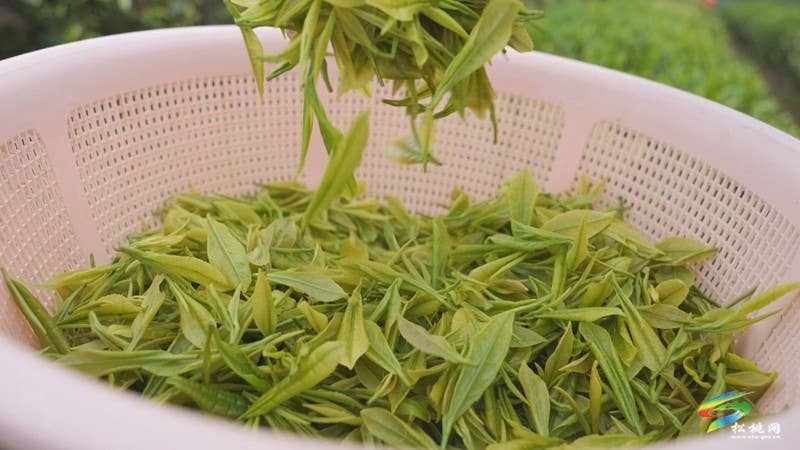 【奋进的春天】大坪场镇：春茶采制正当时