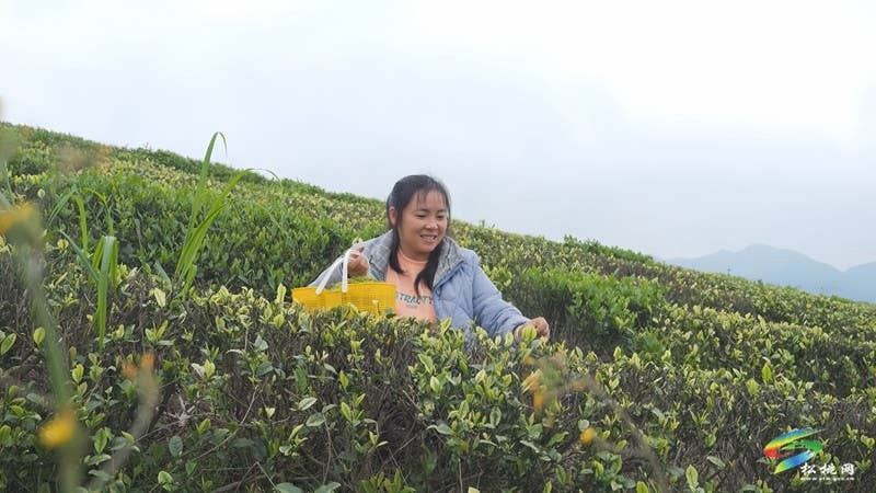 【奋进的春天】大坪场镇：春茶采制正当时
