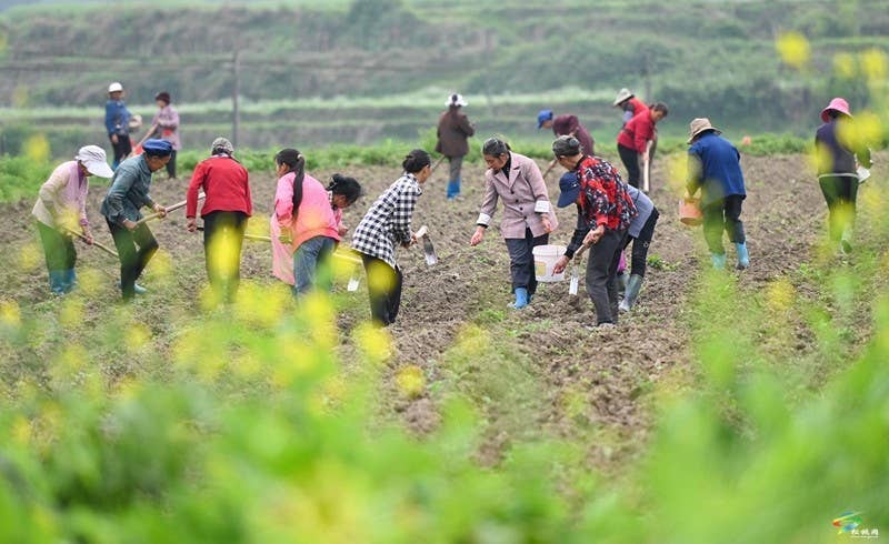 【奋进的春天】松桃:6000余亩花生播种忙
