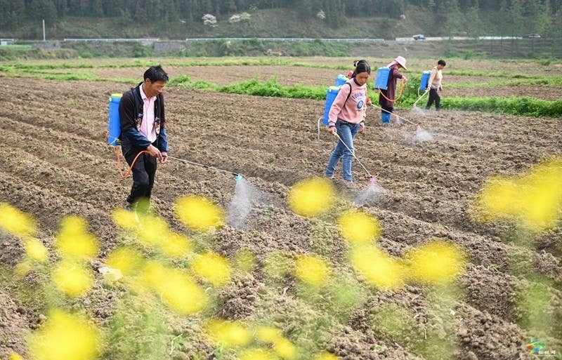【奋进的春天】松桃:6000余亩花生播种忙
