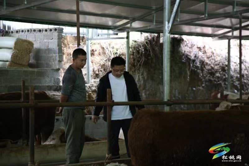 【奋进的春天】孟溪镇：肉牛养殖好“钱”景  乡村振兴“牛”路子