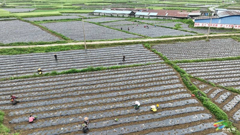 【奋进的春天】寨英镇:辣椒移栽劳作忙 助农增收促振兴
