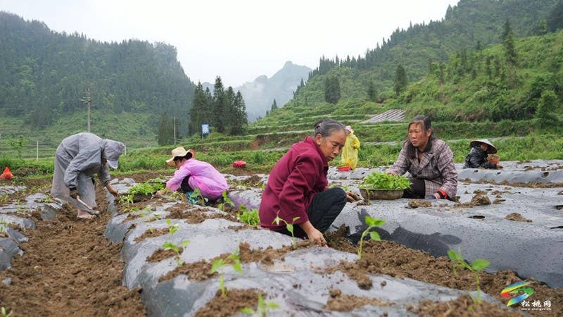 【奋进的春天】寨英镇:辣椒移栽劳作忙 助农增收促振兴