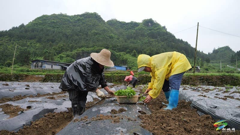 【奋进的春天】寨英镇:辣椒移栽劳作忙 助农增收促振兴