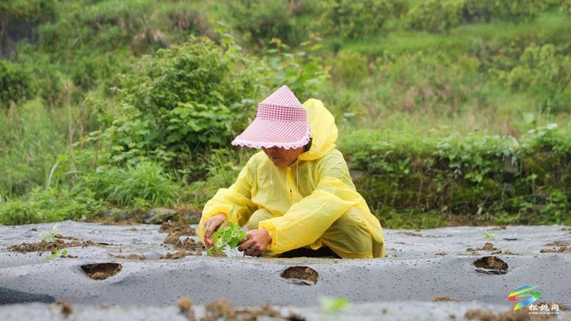 【奋进的春天】寨英镇:辣椒移栽劳作忙 助农增收促振兴