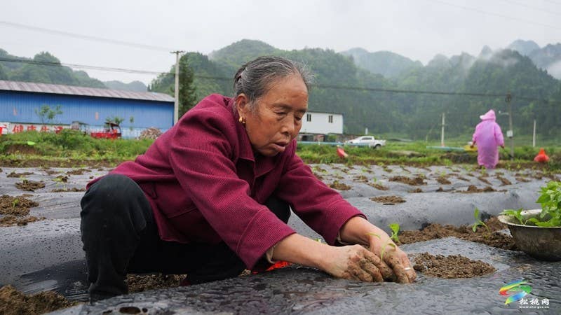 【奋进的春天】寨英镇:辣椒移栽劳作忙 助农增收促振兴