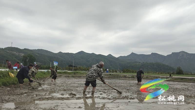 【奋进的春天】乌罗镇:不误农时不负春 水稻育苗绘春耕