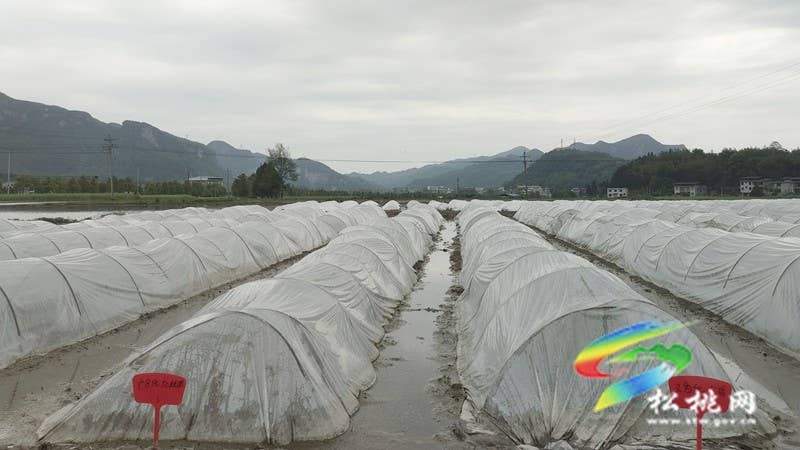 【奋进的春天】乌罗镇:不误农时不负春 水稻育苗绘春耕