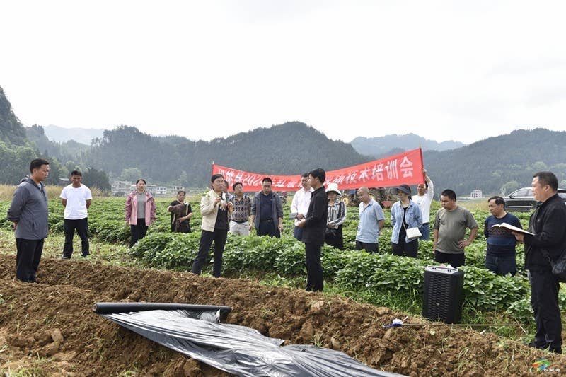【奋进的春天】松桃举办红薯产业发展移栽技术现场培训会