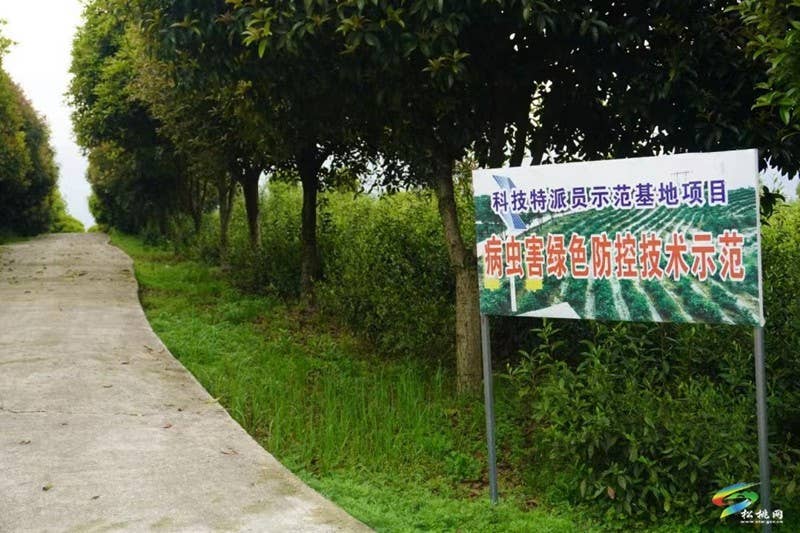 技术服务 资金筹措 产销对接 产业党支部推动土特产成产业