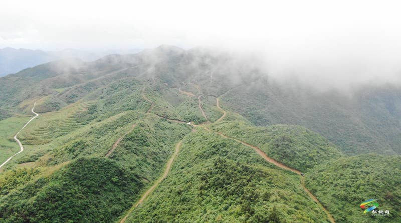 瓦溪乡：4000余亩野生粽叶变“致富叶”