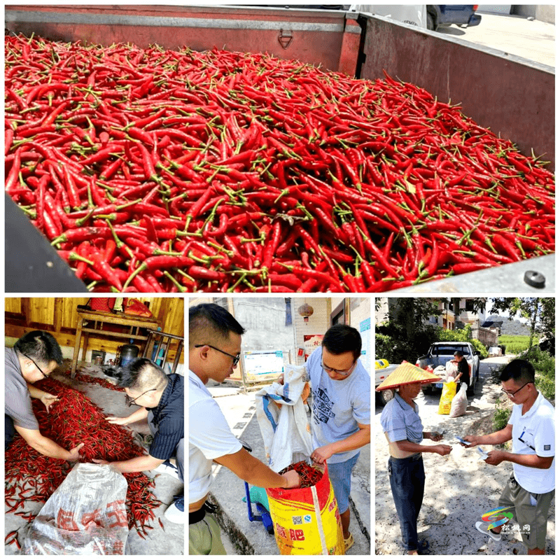 长兴堡镇：辣椒丰收采摘忙  乡村振兴干劲足