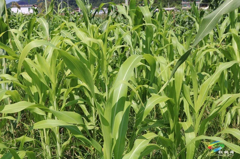 大路镇桂芽村：特色产业赋能乡村振兴