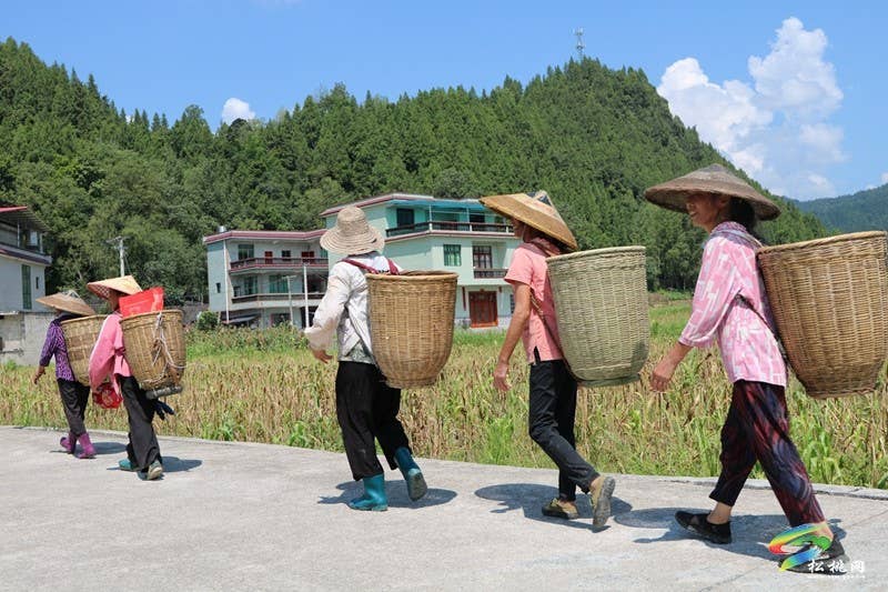 大路镇桂芽村：特色产业赋能乡村振兴