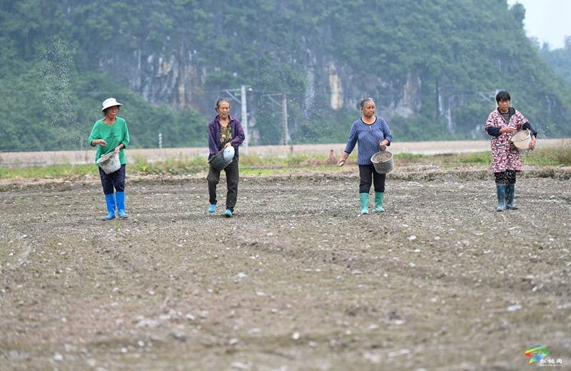 寨英镇：1500亩订单榨菜移栽忙