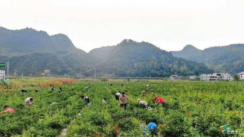 【武陵山区域媒体联盟蹲点报道——红色印迹·大美松桃】 松桃石梁：交通蝶变激发红色引擎新动能
