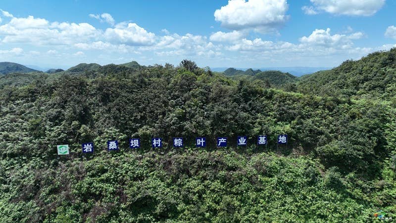 【武陵山区域媒体联盟蹲点报道——红色印迹·大美松桃】松桃瓦溪:山间珍宝插翅腾飞销往海外