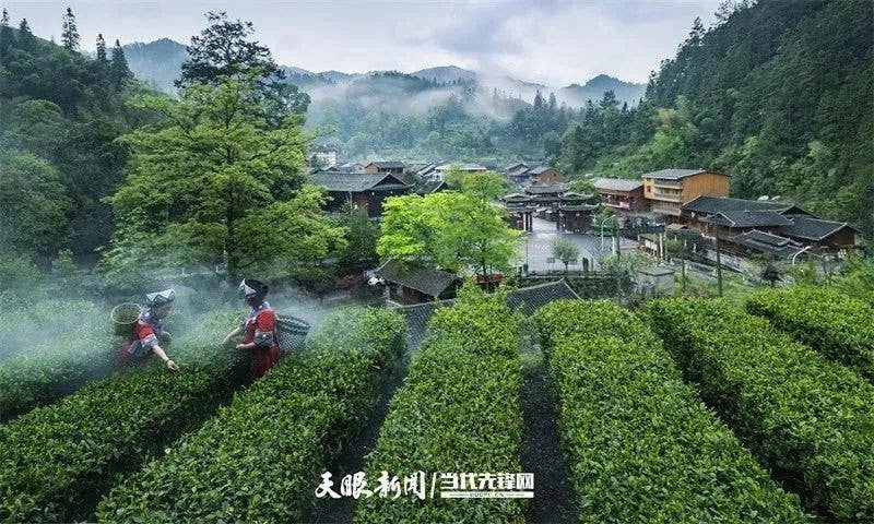 【武陵视界】绿树开红花 一叶富万民——印江自治县“红绿”驱动茶产业高质量发展