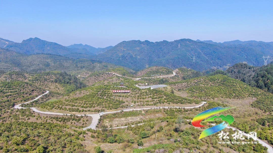 松桃：秋来油果香飘山头   万亩油茶喜获丰收