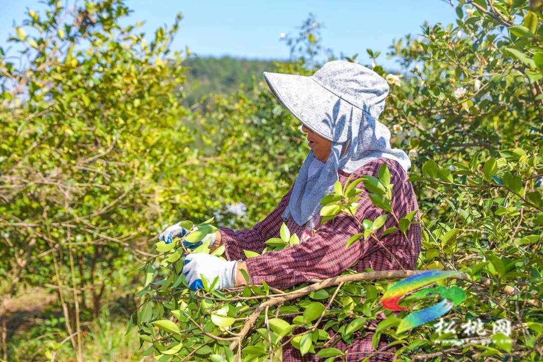 松桃：秋来油果香飘山头   万亩油茶喜获丰收