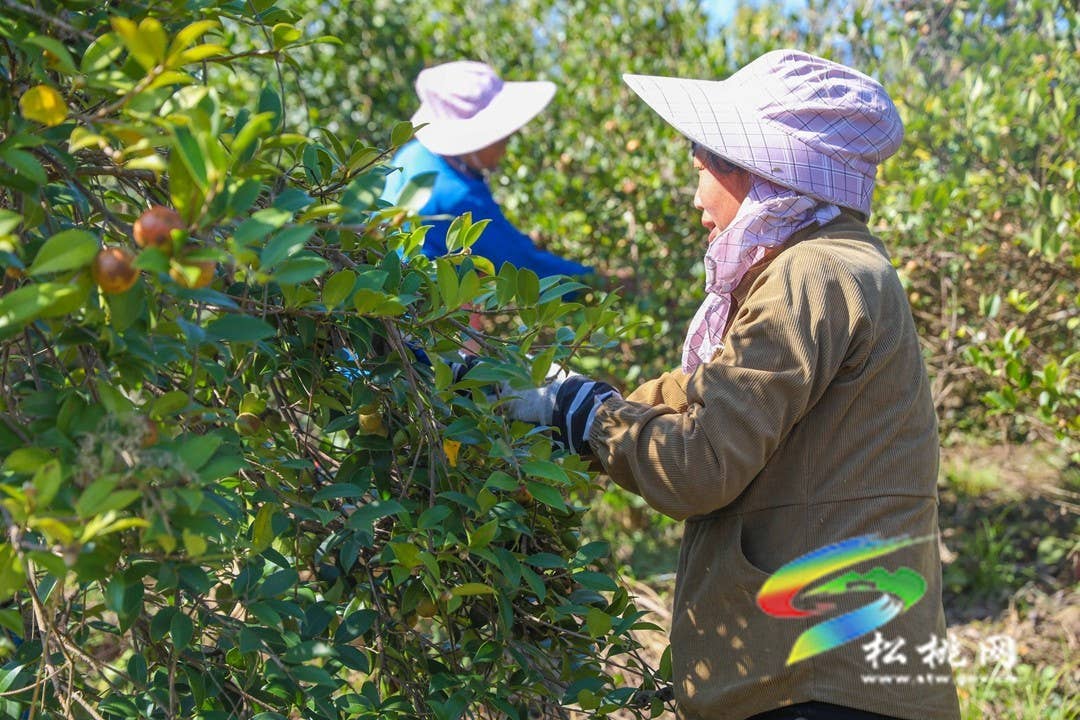 松桃：秋来油果香飘山头   万亩油茶喜获丰收