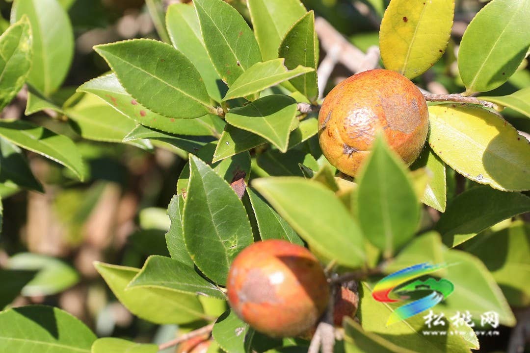 松桃：秋来油果香飘山头   万亩油茶喜获丰收