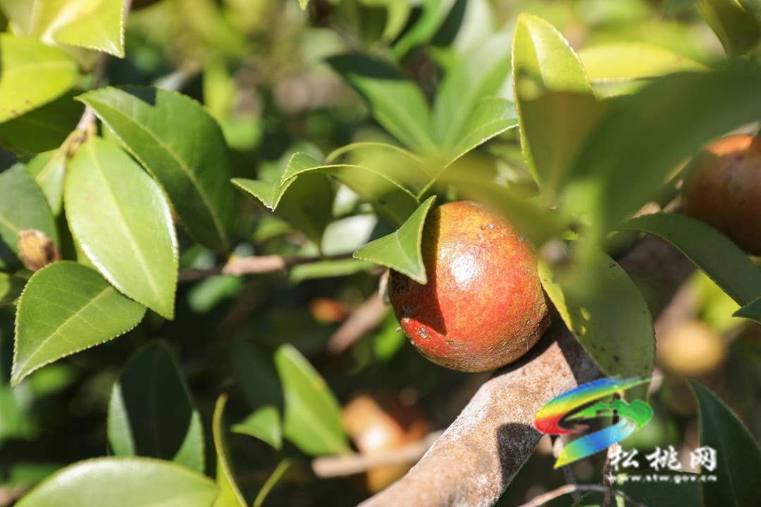 松桃：秋来油果香飘山头   万亩油茶喜获丰收