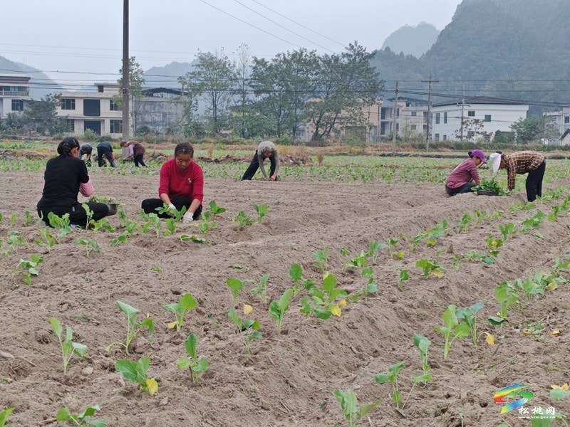 寨英镇：抢抓农时 掀起油菜移栽热潮