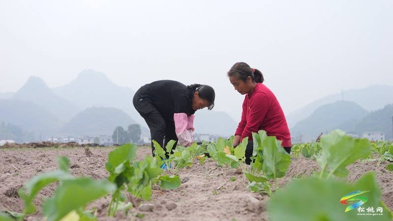 寨英镇：抢抓农时 掀起油菜移栽热潮