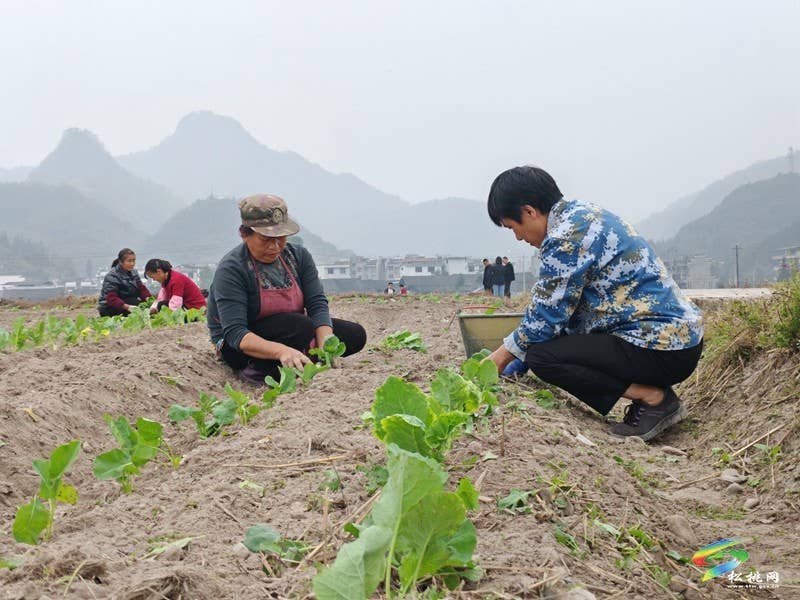寨英镇：抢抓农时 掀起油菜移栽热潮