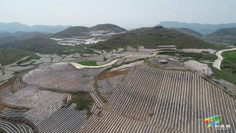 盘石镇：执耕地“笔”绘振兴“图”