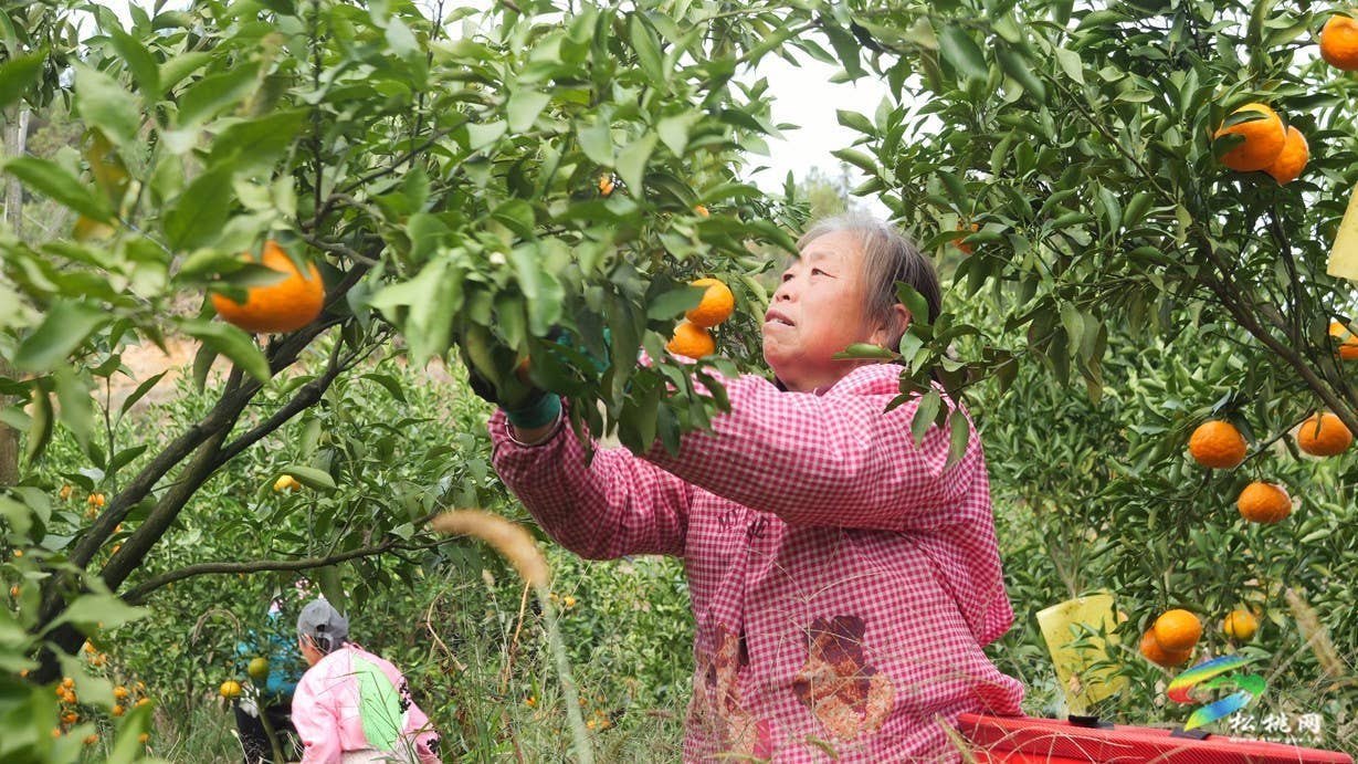 妙隘乡:耙耙柑挂满枝头 果农甜蜜迎丰收