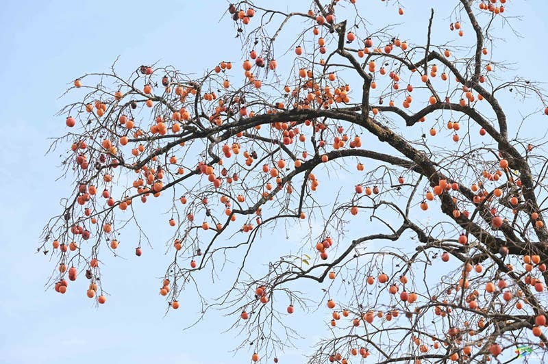 长坪乡：柿子黄了  美景如画