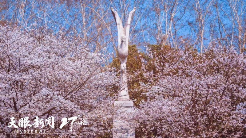 来贵州 上春山｜贵州樱花邀约武大樱花 一起“唱”游花漾中国